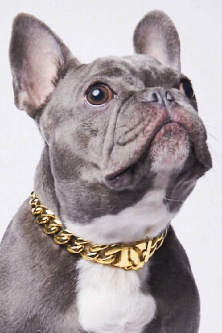 COLLAR DORADO LUXURY PUP