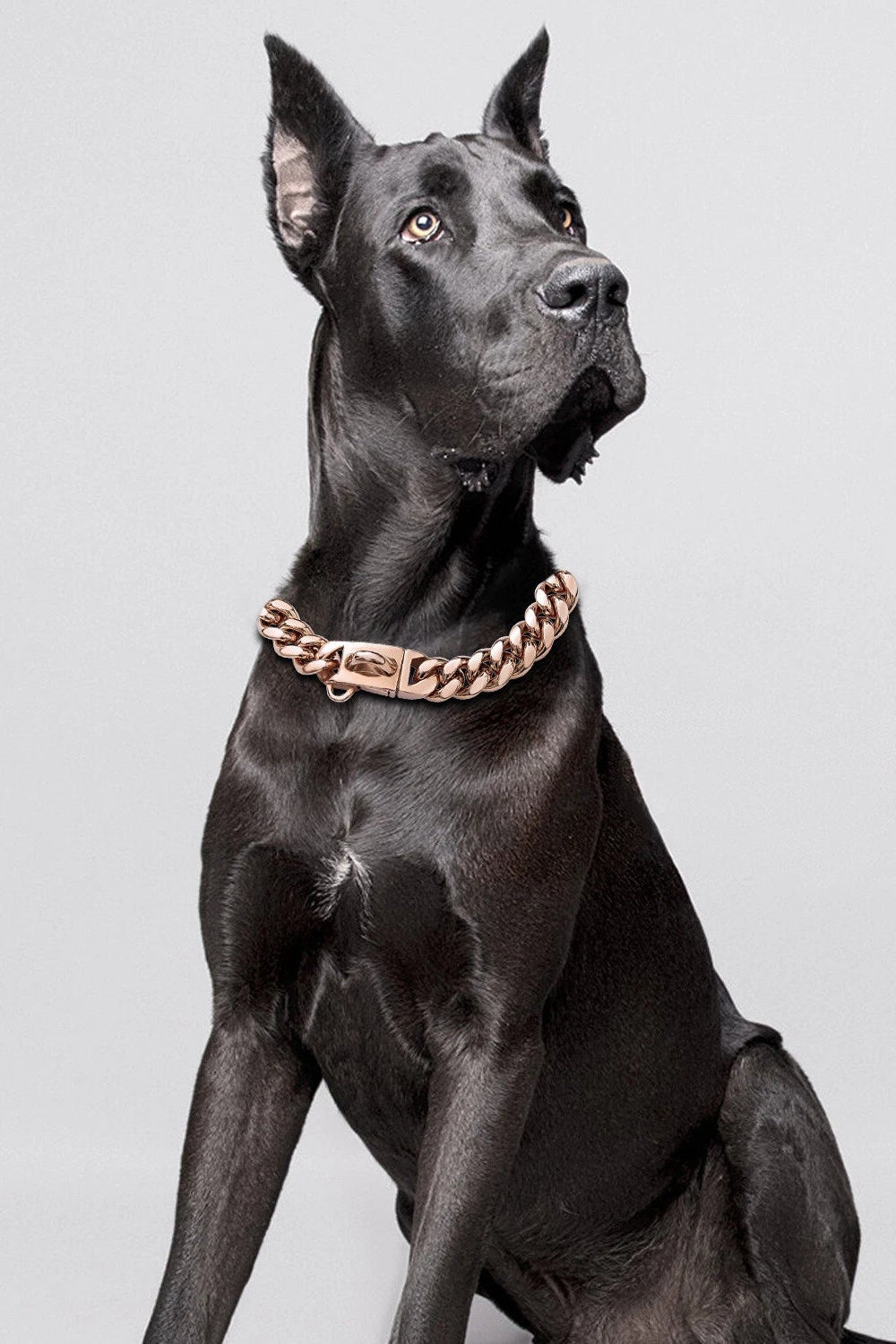 COLLAR DORADO LUXURY PUP